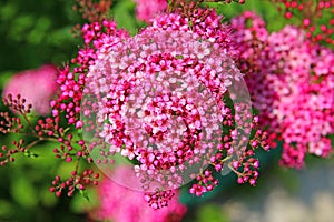 Gentle pink flowers spirea