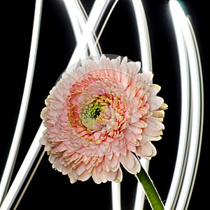 Gentle pink gerbera flower in front of abstract background. Floristic backdrop