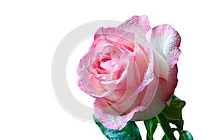 Gentle pink isolated rose with drops of dew on white background closeup.