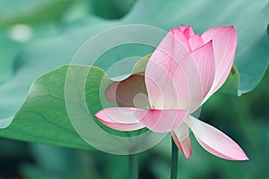 Gentle pink lotus