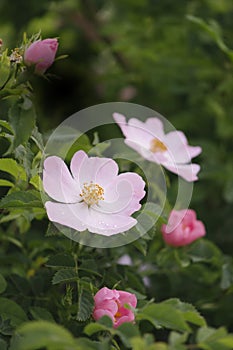 Gentle pink rose