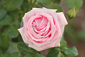 Gentle pink rose