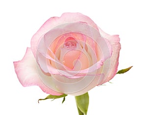 Gentle pink rose