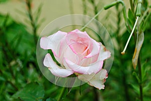 Gentle pink rose