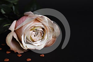 Gentle pink rose on black background