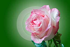 Gentle pink rose with drops of dew on green gradient background closeup.