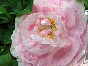 Gentle pink rose with drops after rain