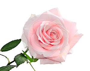 Gentle pink rose isolated on white