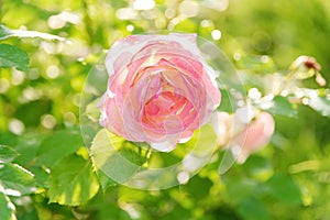 A gentle pink rose in sunlight. The blossoming summer garden. Botany. Soft focus