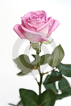 Gentle pink rose on a white ba