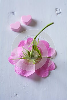 Gentle pink rose on wooden table