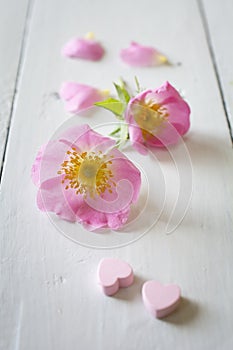 Gentle pink rose on wooden table