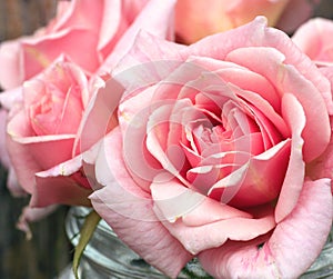 Gentle pink roses