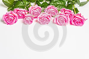 Gentle pink roses isolated on white background