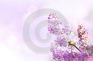 Gentle pink spring background with bloom purple lilac branch and sun glare. Soft focus. Copy space