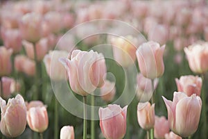 Gentle pink tulips