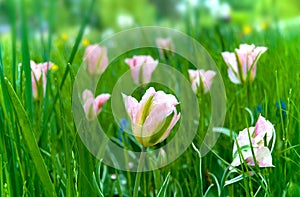 Gentle pink tulips in the field