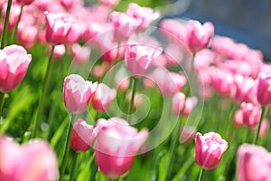 Gentle pink tulips on a flower field,