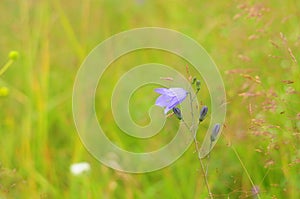 Gentle purple bell flower with dew drops on the meadow