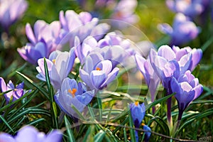 Gentle purple crocus flowers close-up