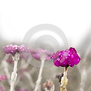 Gentle purple flower covered dew