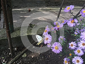 Gentle purple flowers were lost in the tall grass