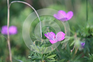 Gentle purple flowers were lost in the tall grass