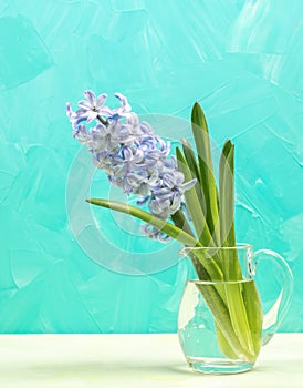 Gentle purple jacinth flower in glass vase on white table on turquoise backdrop. Spring card.