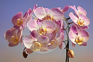 Gentle purple orchid