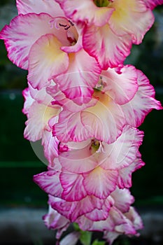 Gentle romantic gladiolus