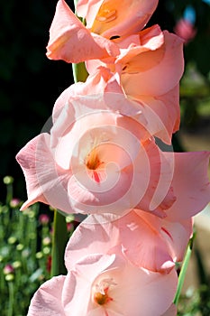 Gentle romantic gladiolus