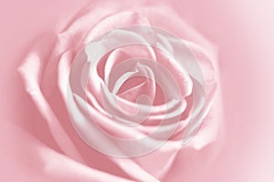 Gentle rose background