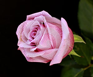Gentle rose flower
