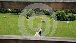 The gentle sensual embrace of the bride and groom on their wedding day against the backdrop of green grass and a garden