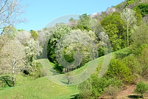 Gentle slope lined with fresh green fronds