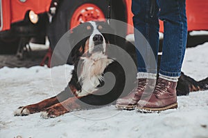 Gentle smart god laying in legs of female owner