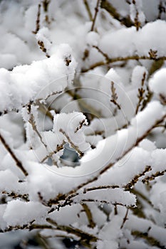 Gentle snow storm