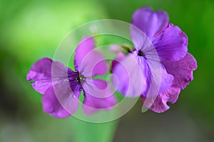 Gentle soft purple flowers of the Satin flower