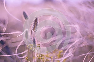A gentle spikelet among the grass feather grass in the steppe close up in the early morning.
