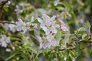 Gentle spring background for a postcard with Apple blossoms in the garden