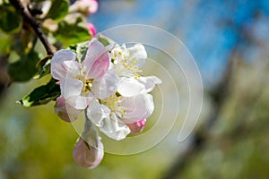 A gentle spring background for a postcard with a branch of a blooming Apple tree in the garden.