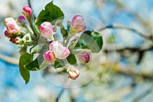 A gentle spring background for a postcard with a branch of a blooming Apple tree in the garden.