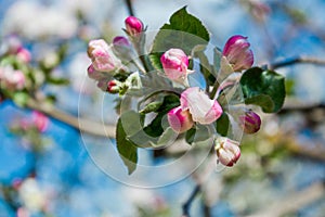 A gentle spring background for a postcard with a branch of a blooming Apple tree in the garden.