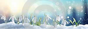 a gentle spring banner,the first snowdrops bloomed,breaking through the snow,on a blue background with a side,the concept of