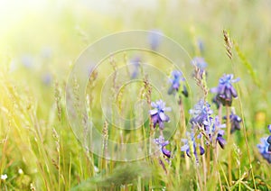 Gentle spring flowers