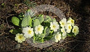 Gentle spring white Common Primrose Primula acaulis or primula vulgaris against background of green foliage