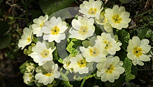 Gentle spring white Common Primrose Primula acaulis or primula vulgaris against background of green foliage