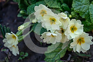 Gentle spring white Common Primrose Primula acaulis or primula vulgaris against background of green foliage and earth