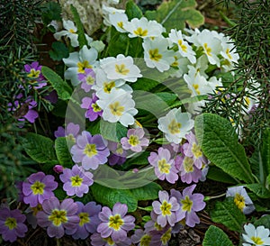 Gentle spring white and pink Common Primrose Primula acaulis or primula vulgaris against background of green foliage