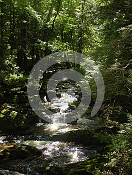 Gentle stream in the woods of connecticut in the middle of summer Dark